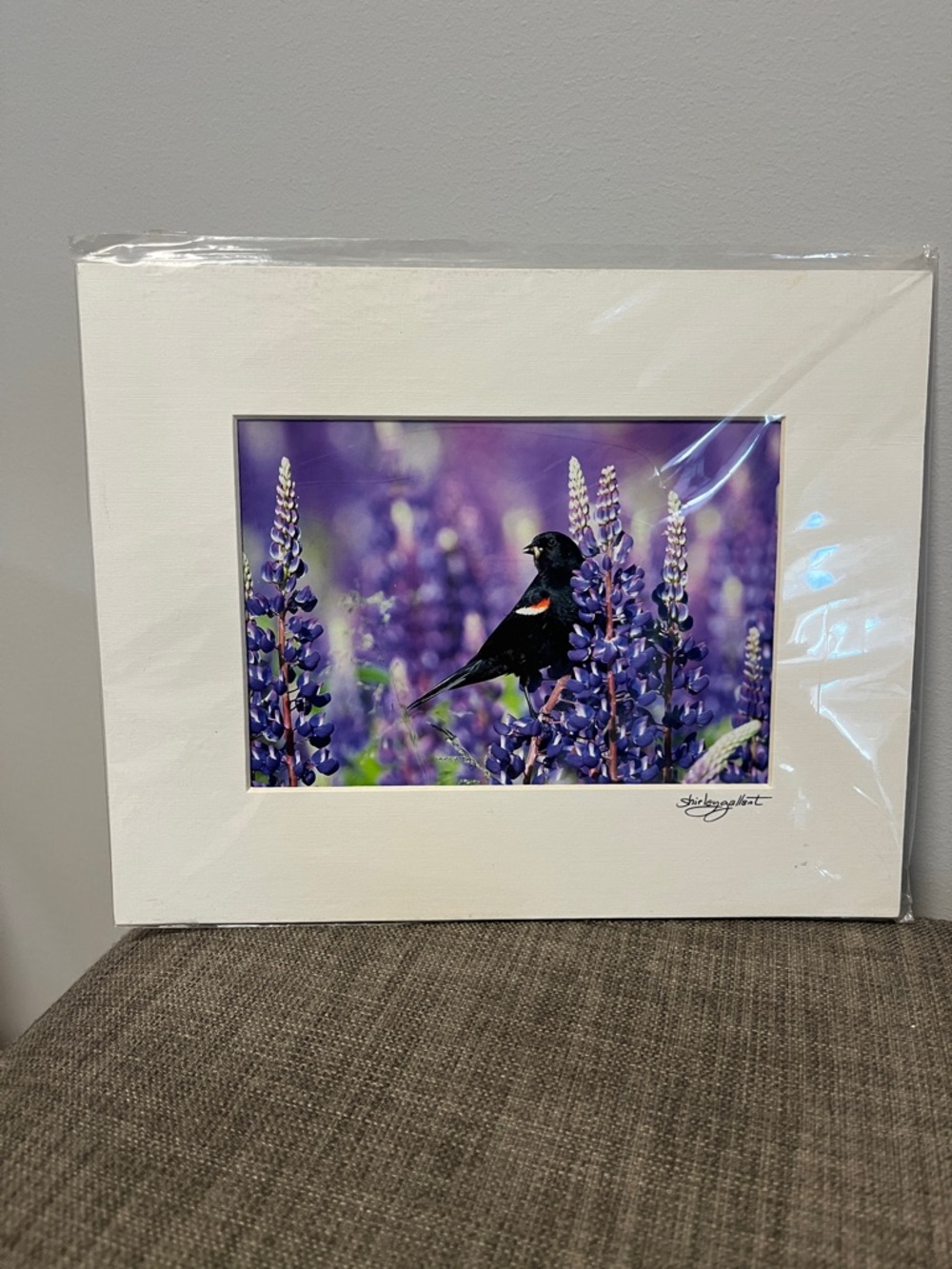 Shirley Gallant Purple Lupine & Blackbird Photograph